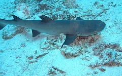IMG_1258rf_Maldives_Madoogali_Plongee 13_Maaya thila_Requin corail ou Aileron blanc du lagon_Triaenodon obesus